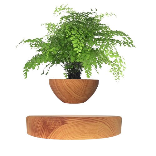 Planta levitacional bonsai - Ksa23