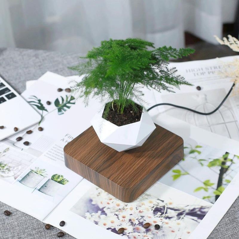 Planta levitacional bonsai - Ksa23